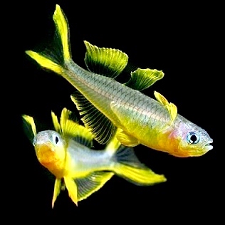 Pseudomugil furcatus  Regenboogzalm M